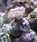 corals 039_527x600.jpg