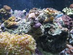 corals 042_800x600.jpg