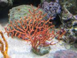 corals 029_800x600.jpg