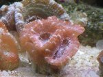 corals 017_800x600.jpg