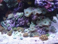 zoa garden and rics best for MR.JPG