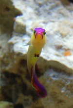 PurpleFirefish.jpg