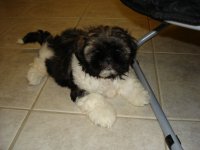 New puppies 010.jpg