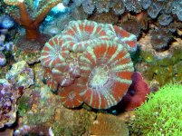 red and green acons half  dollar .jpg