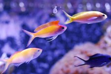 Anthias_2.jpg