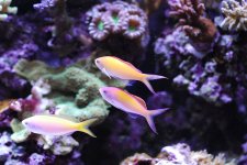 Anthias_3.jpg