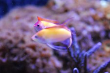 Anthias_5.jpg