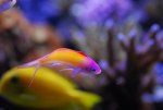 Anthias_6.jpg