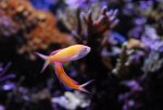 Anthias_9.jpg