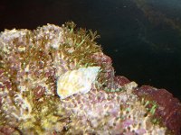 Reef ID 017.jpg