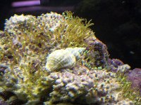 Reef ID 022.jpg