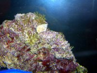 Reef ID 031.jpg