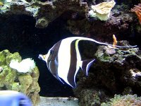 aquarium 315.jpg