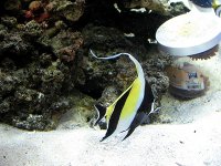 aquarium 308.jpg