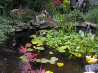 Pond2July2006.jpg