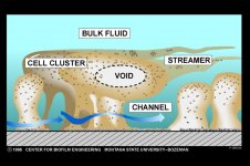 BiofilmWbWithLabels.jpg