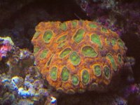 acan.jpg