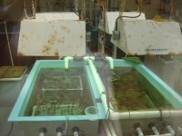 pgh zoo corals propagation 2.JPG