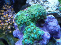 reef tank 2 14 08 006.jpg