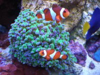 reef tank 2 14 08 007.jpg