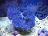 reef tank 2 14 08 008.jpg