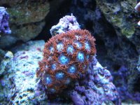 reef tank 2 14 08 013.jpg