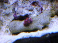 reef tank 2 14 08 016.jpg