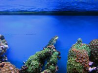 Zoas & Blenny.jpg