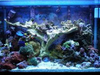 reef tank 2 14 08 019.jpg