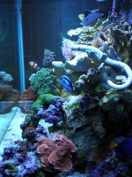 reef tank 2 14 08 022.jpg