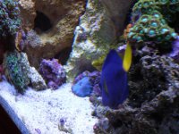 reef tank 2 14 08 027.jpg