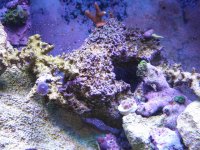 reef tank 2 14 08 020.jpg