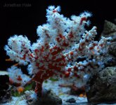 white zoas 2.jpg