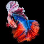 300-300-betta-fish.jpg