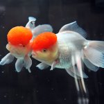 300-300-goldfish.jpg