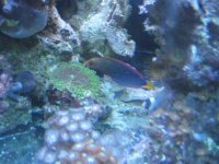 wrasse 047.jpg