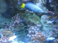 wrasse 049.jpg