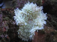 Anemones 003.jpg