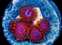 AC880-TWIZZLER ZOA.jpg