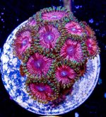 PF1973-PIED PIPER ZOA.jpg