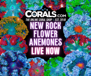 new corals 12.20(1).png