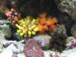 suncorals, clams & more 007_800x600.jpg