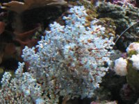 1st. Gorgonian, Red with Blue centers Blastomerletti, Sun Coral 014.jpg