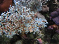 1st. Gorgonian, Red with Blue centers Blastomerletti, Sun Coral 005.jpg