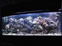 Reef FTS 001.jpg