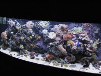 Reef FTS 002.jpg