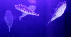 Northern Puffers Lissa.jpg