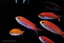 anthias1.jpg