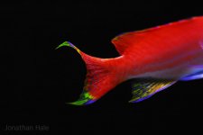 anthias tail.jpg