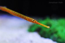 pipe fish.jpg